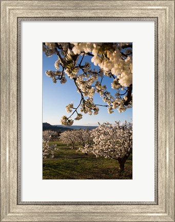 Framed Cherry Blossoms in France Print