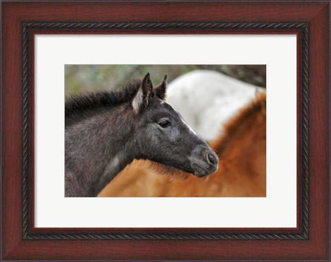 Framed Camargue Horse Foal Print