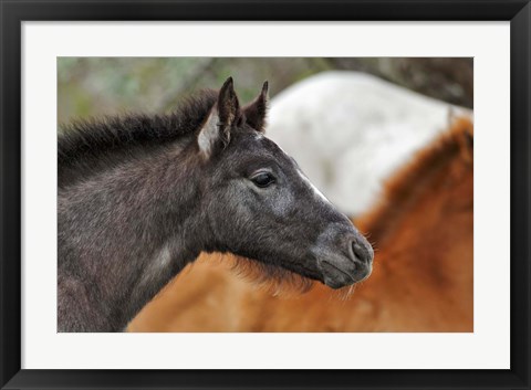 Framed Camargue Horse Foal Print