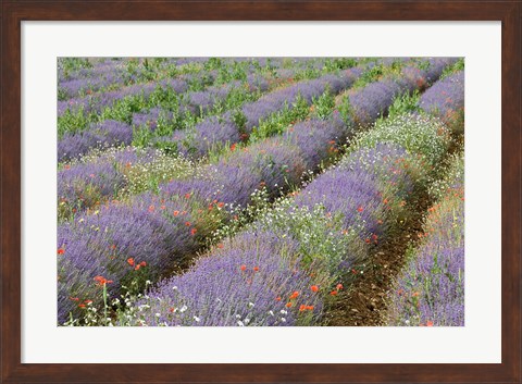 Framed Rows of Lavender in France Print