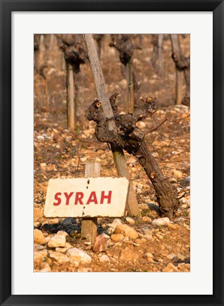 Framed Syrah Vine and Sign at La Truffe de Ventoux Truffle Farm Print