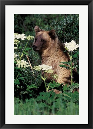 Framed Grizzly Bear in Canada Print