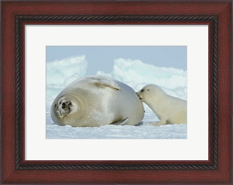 Framed Harp Seal on Magdalen Island Print