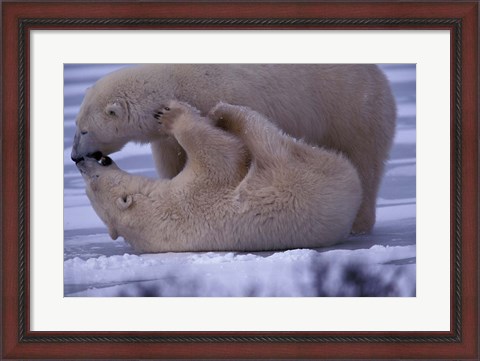 Framed Polar Bears in Canada Print