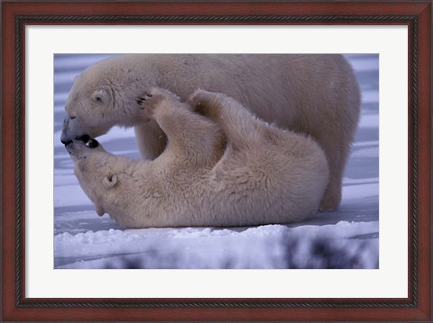 Framed Polar Bears in Canada Print