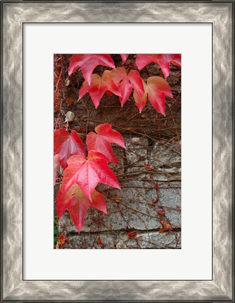 Framed Red Ivy on Stone Wall Print
