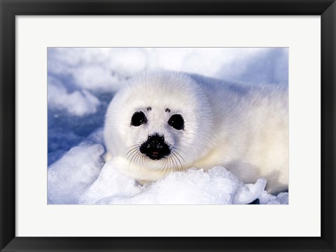 Framed Harp Seal Pup at Gulf of St Lawrence Print