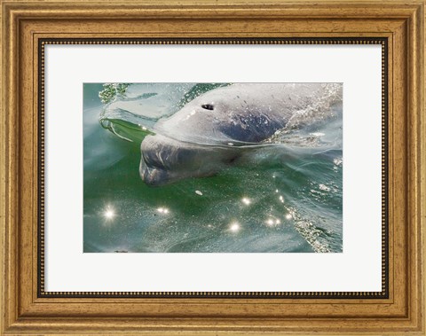 Framed Beluga Whale in Canada Print