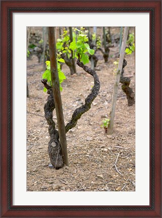 Framed Vineyards in the Cote Rotie District Print