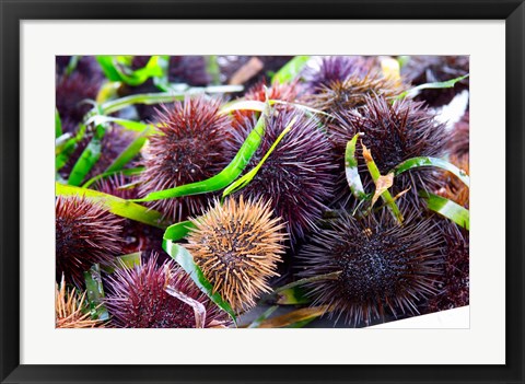 Framed Street Market Stall with Sea Urchins Oursin, France Print