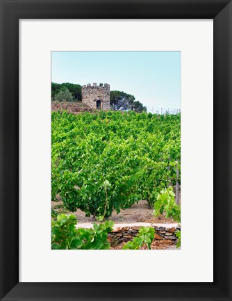 Framed Domaine la Tour Vieille, Vineyard, France Print