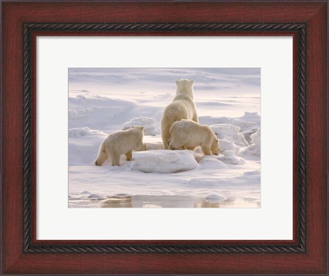 Framed Polar Bear in Churchill Print