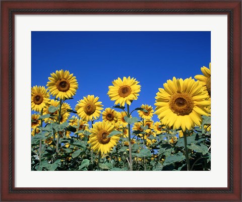 Framed Sunflowers, France Print