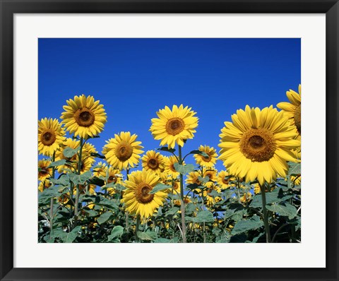 Framed Sunflowers, France Print