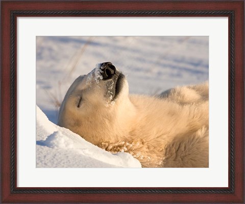 Framed Sleeping Polar Bear Print