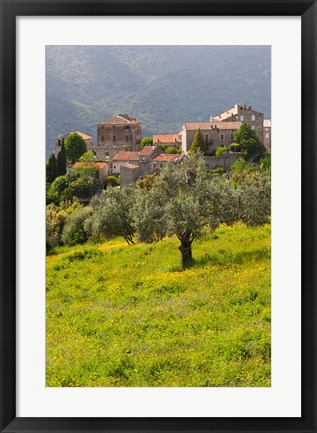 Framed Olive Groves, Ste-Lucie de Tallano Print