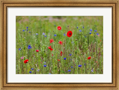 Framed Poppies, Dunkerque Print