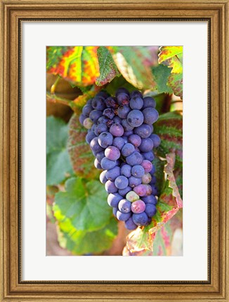 Framed Pinot Noir vineyard, Chambertin Print