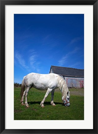 Framed White Horse and Barn, Guysborough County, Nova Scotia, Canada Print