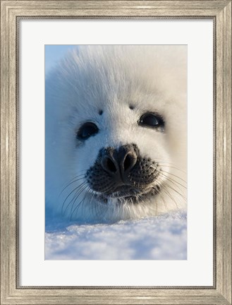 Framed Harp Seal Pup, Canada Print