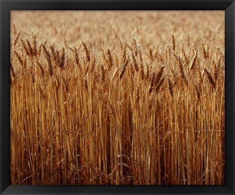 Framed Field of Wheat, France Print