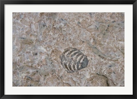 Framed Fossilized Creatures on Akpatok Island Print