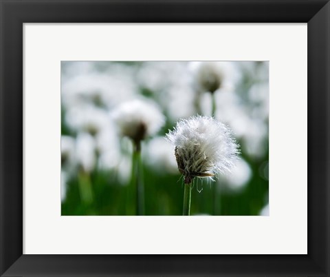 Framed White Cottongrass, Austria Print