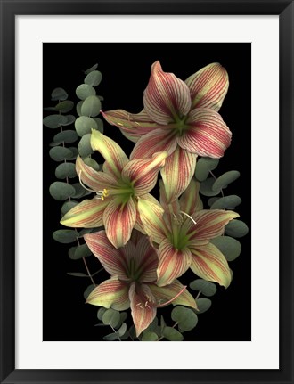 Framed 4 Red &amp; White Amaryllis &amp; Eucalyptus Print