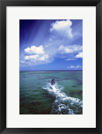 Framed Dolphin Blue Water Swim Print