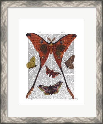 Framed Moth Plate 1 Print