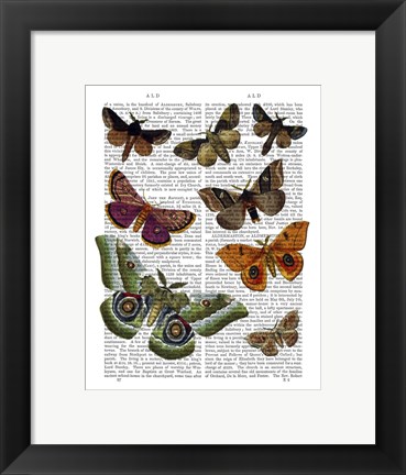 Framed Moth Plate 2 Print