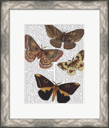 Framed Moth Plate 3 Print