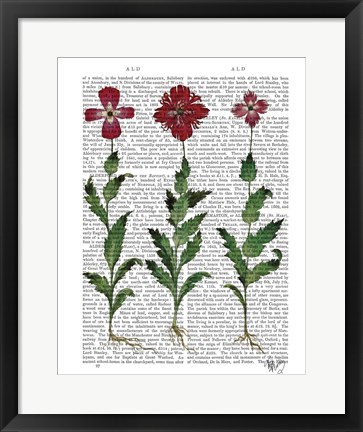 Framed Italian Carnation 1 Print