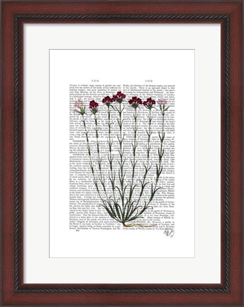 Framed Italian Carnation 4 Print