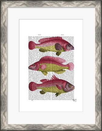 Framed Red and Yellow Fantasy Fish Trio Print