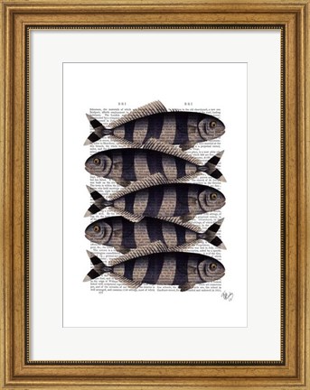 Framed Five Striped Fish Print