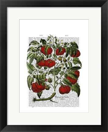Framed Tomato Plant Print