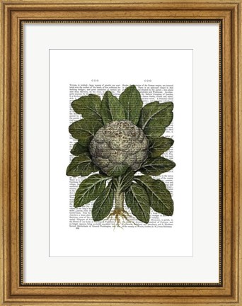 Framed Cauliflower Print