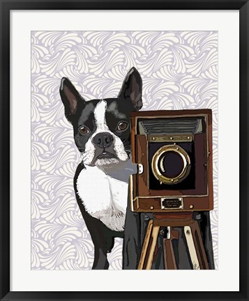 Framed Boston Terrier Photographer Print