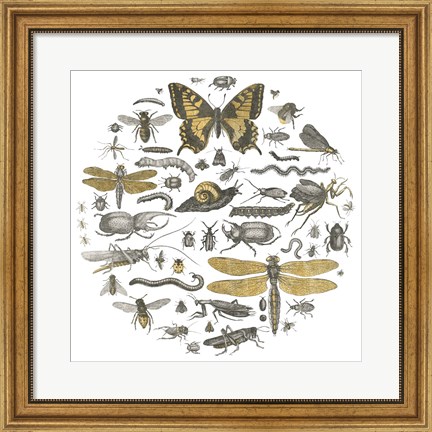 Framed Insect Circle II Print