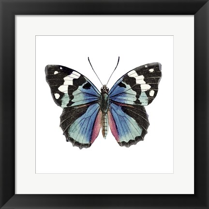 Framed Butterfly Botanical II Print