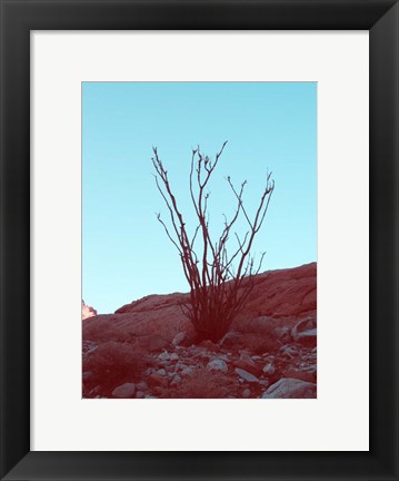 Framed Desert Plant Print