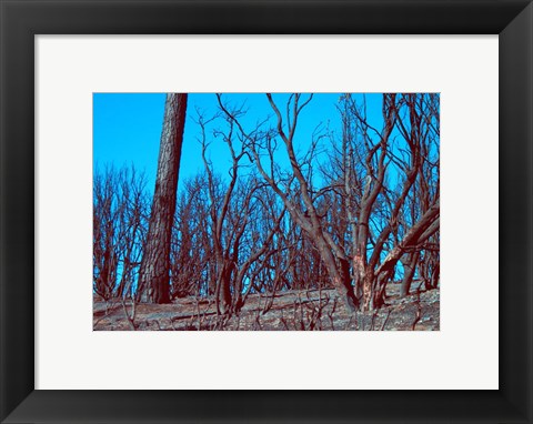 Framed Burned Trees And A Sky Print