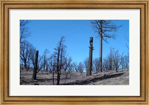 Framed Burned Trees In California Print