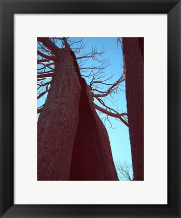Framed Burned Trees 6 Print
