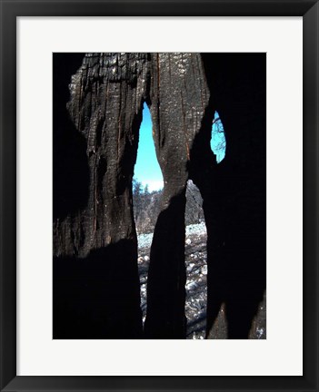 Framed Burned Trees 10 Print