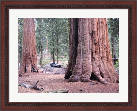 Framed Sequoia Trees 1 Print