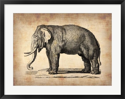 Framed Vintage Elephant Print