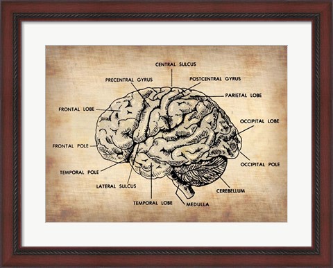 Framed Vintage Brain Map Anatomy Print