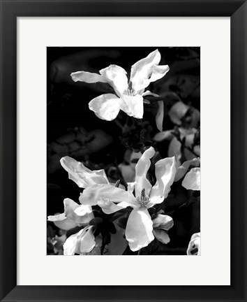 Framed Floral Portrait VI Print